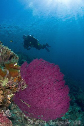 Diver and sea fan.  Wakatobi, SE Sulawesi.  Canon 40D & T... by Ross Gudgeon 
